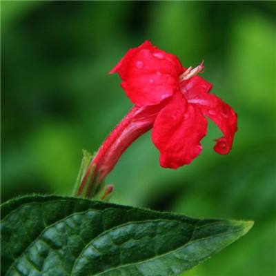 年夜饭，加上吉祥蒸菜